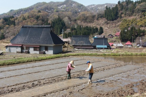 ２－４　なわしろ４／２１　